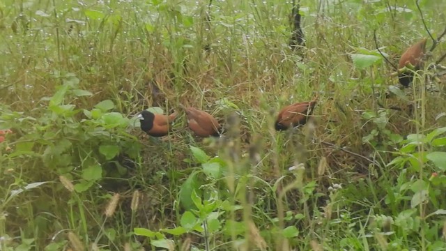 Chestnut Munia - ML449939171