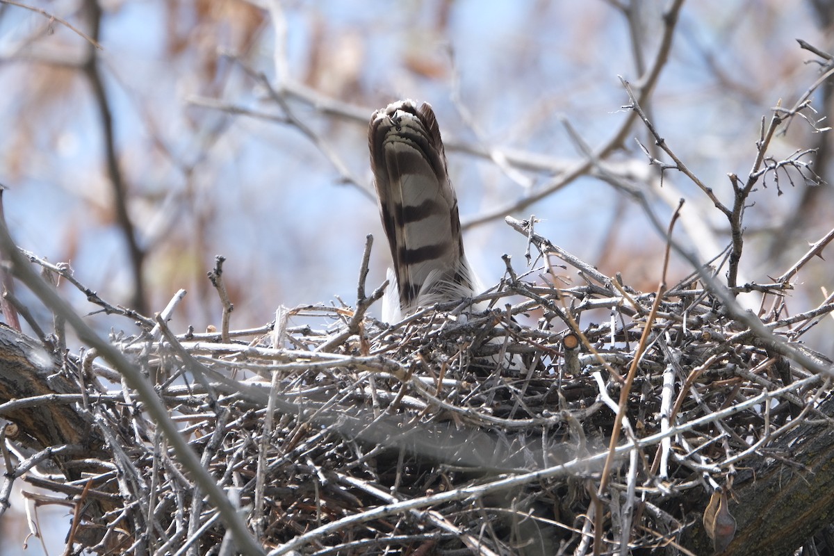 Cooper's Hawk - ML449940061