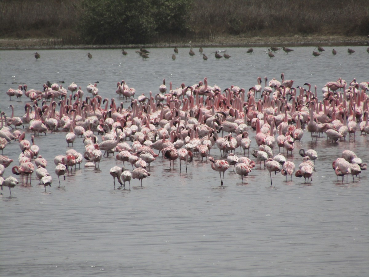 Lesser Flamingo - Chinmay Sawant