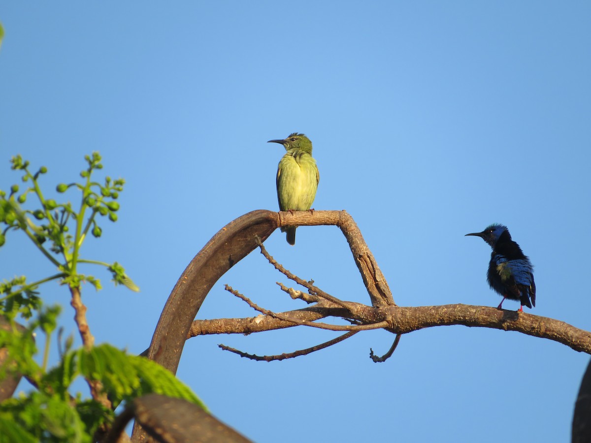 Red-legged Honeycreeper - ML449941191