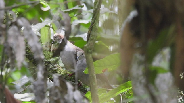 Gray-chested Dove - ML449941681