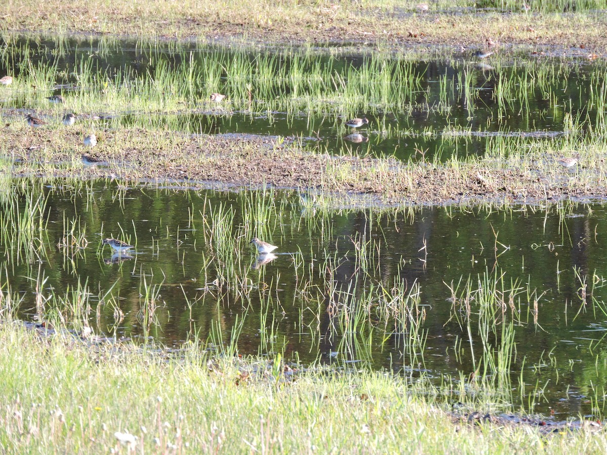 pygmésnipe - ML449941781