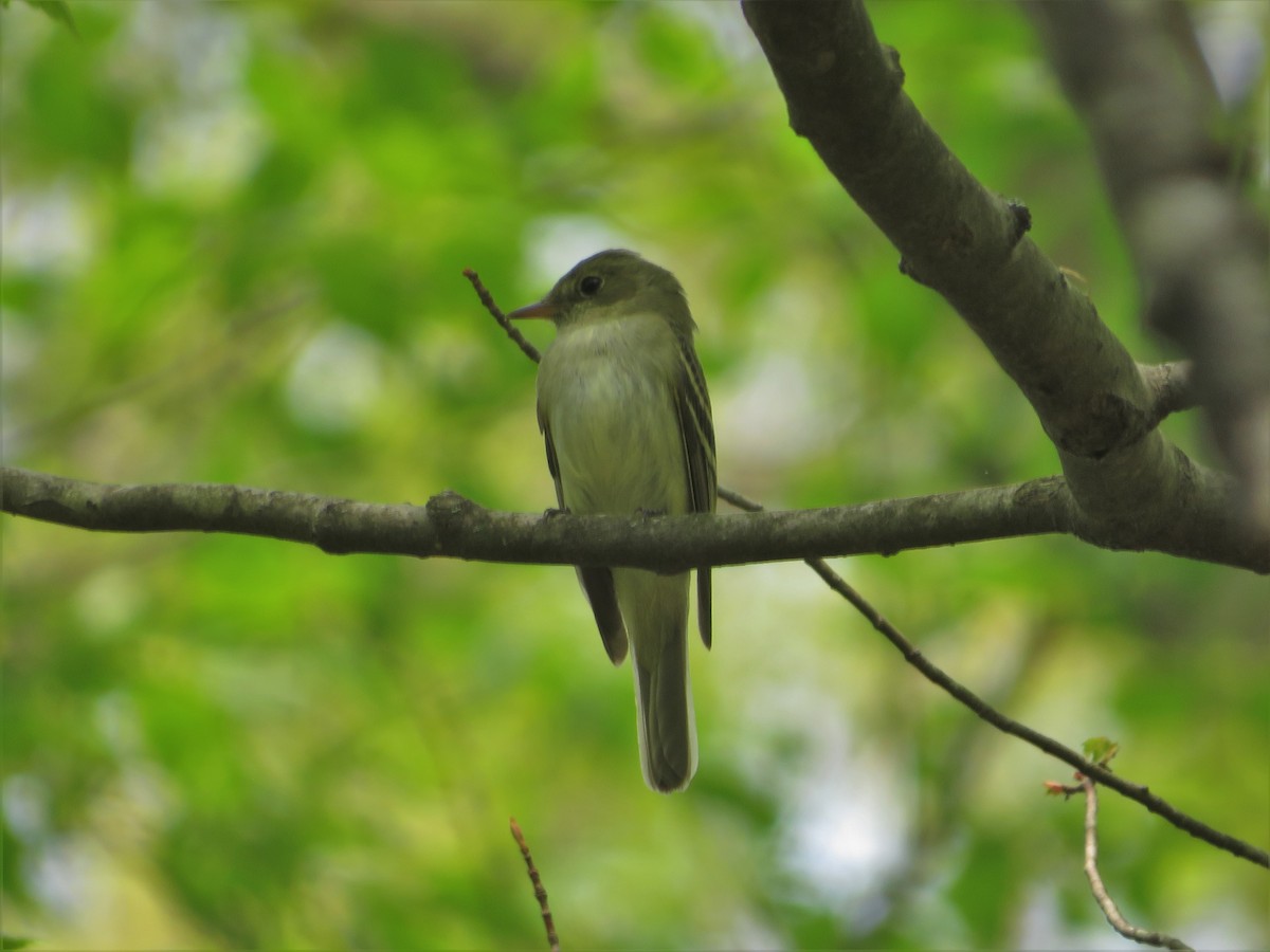 Acadian Flycatcher - ML449941931