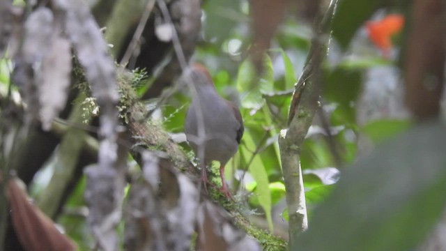 Gray-chested Dove - ML449942261