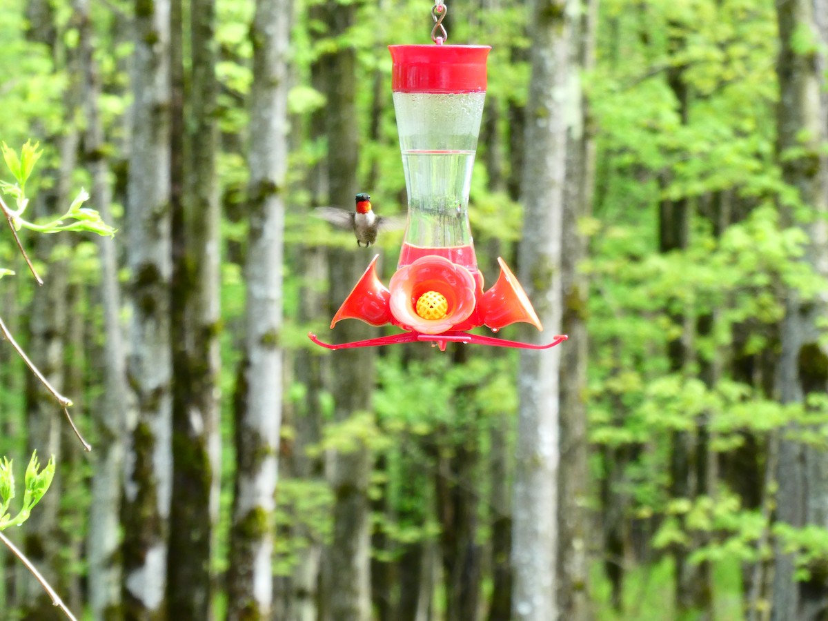 Ruby-throated Hummingbird - ML449944291