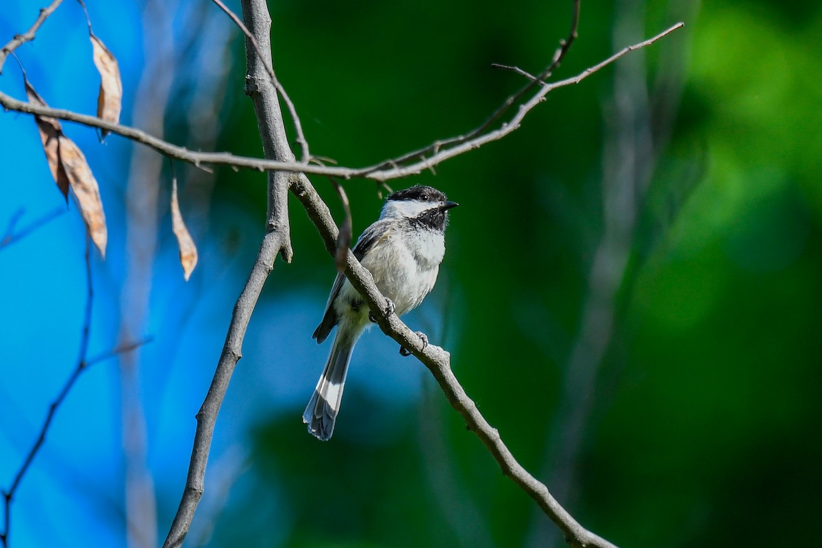 Mésange à tête noire - ML449944601