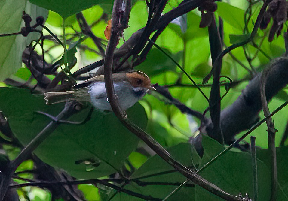 Rufous-faced Warbler - ML449946951