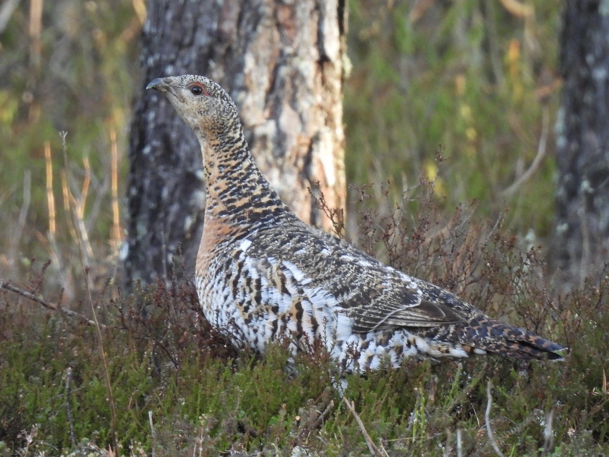 Western Capercaillie - ML449947121