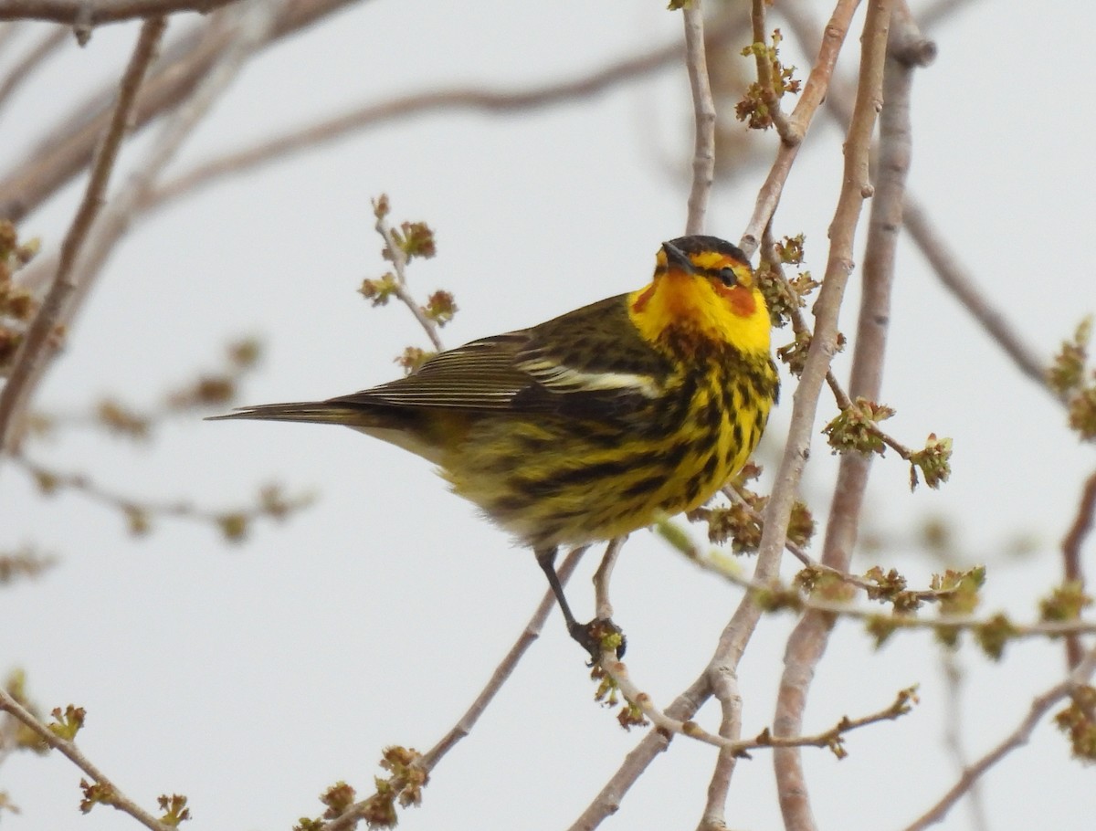 Cape May Warbler - ML449947581