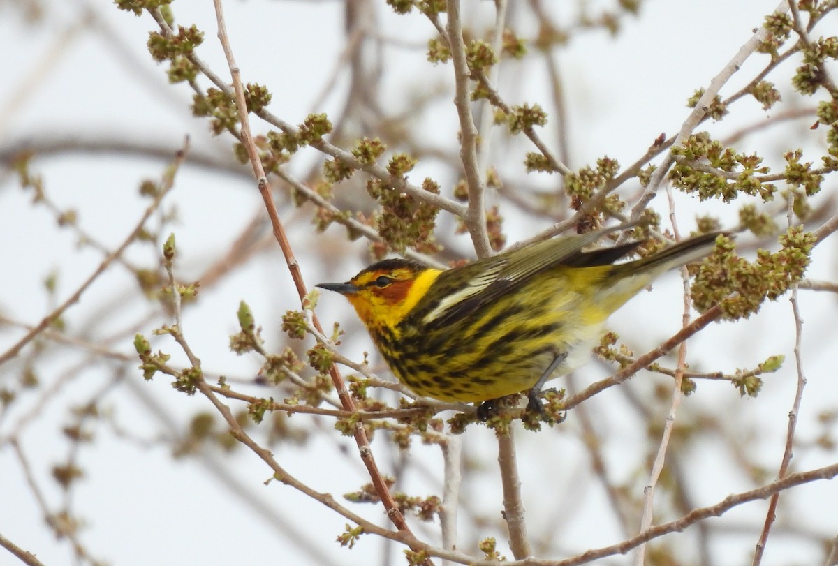 Cape May Warbler - ML449947591