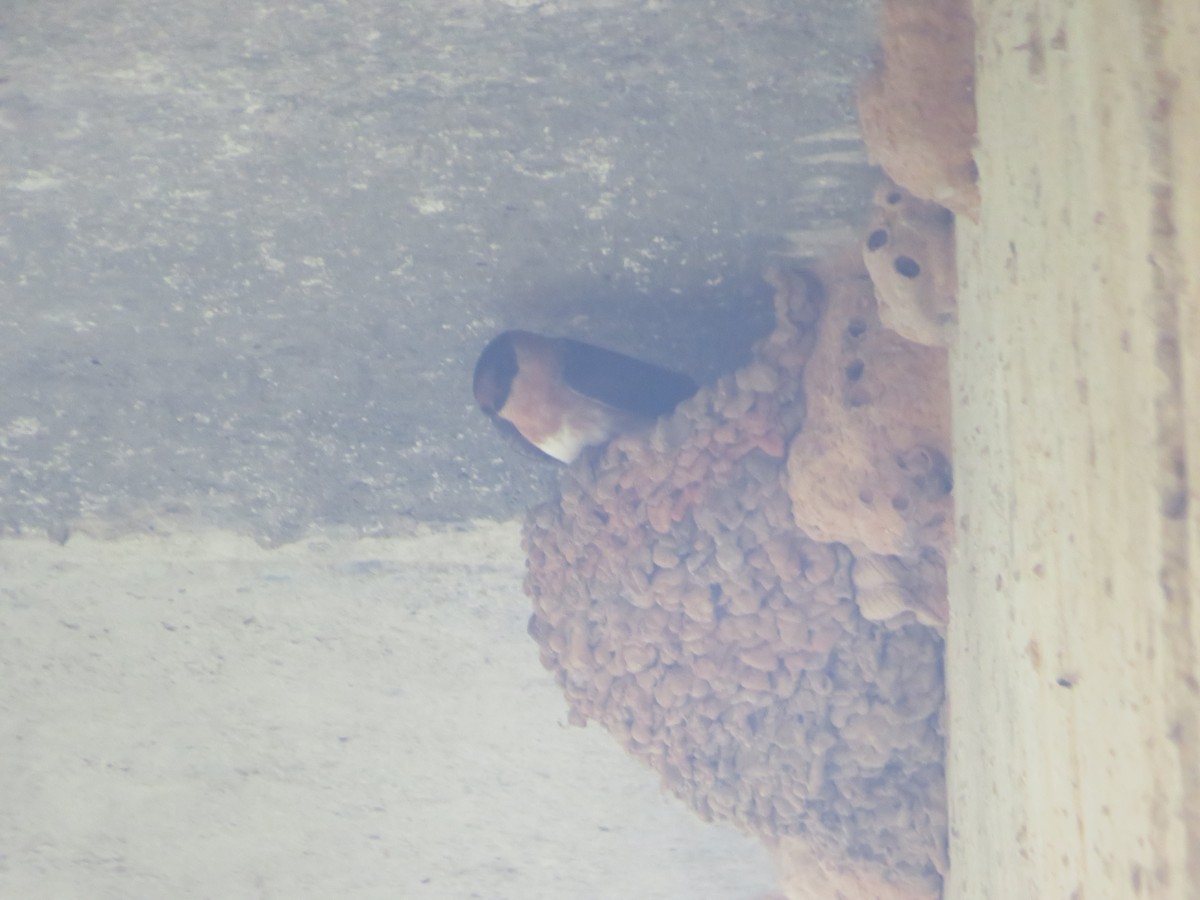 Golondrina Pueblera - ML449947991