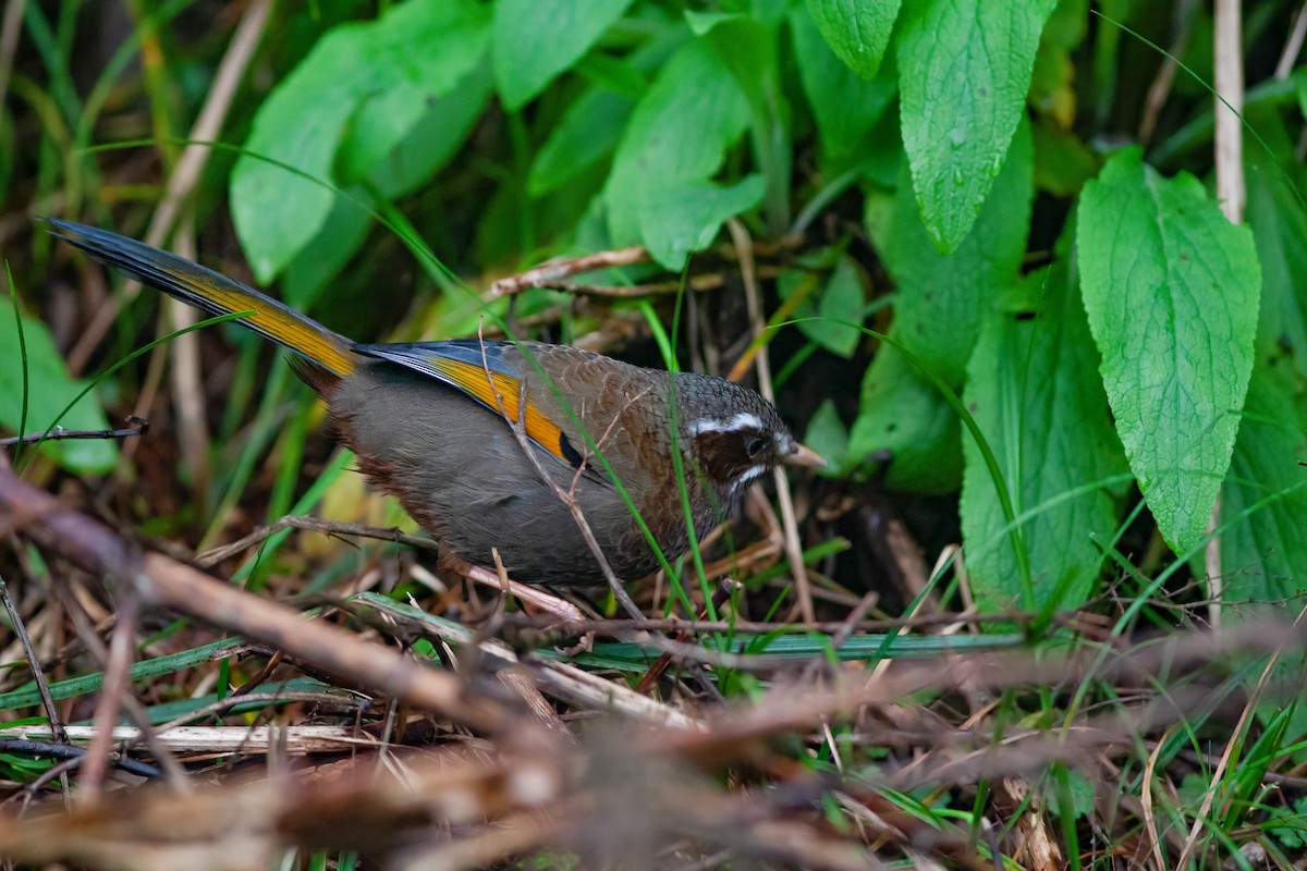 White-whiskered Laughingthrush - ML449948141