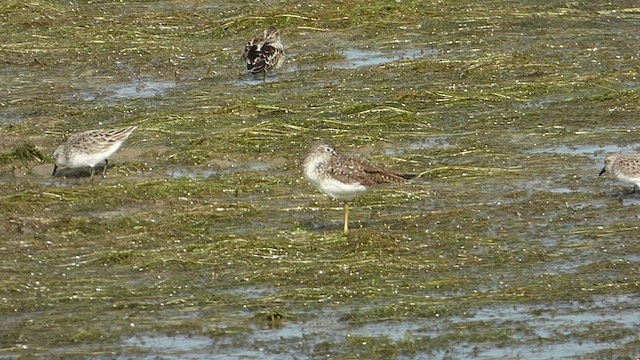 sandsnipe - ML449948251