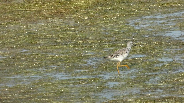 eremittsnipe - ML449948341