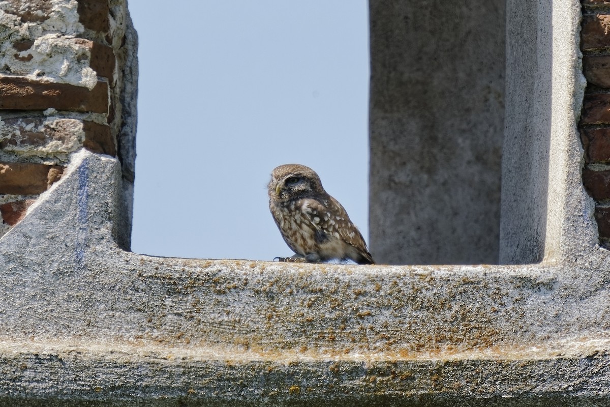 Little Owl - ML449948351