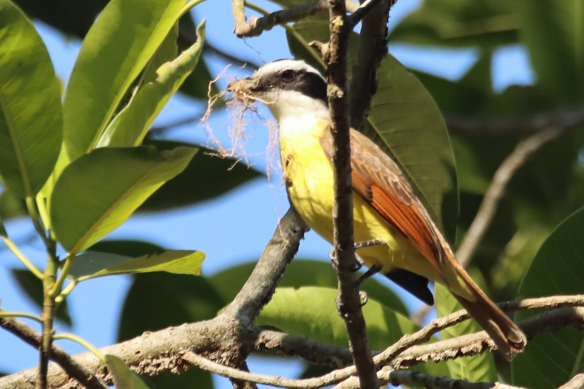 Great Kiskadee - ML449948681