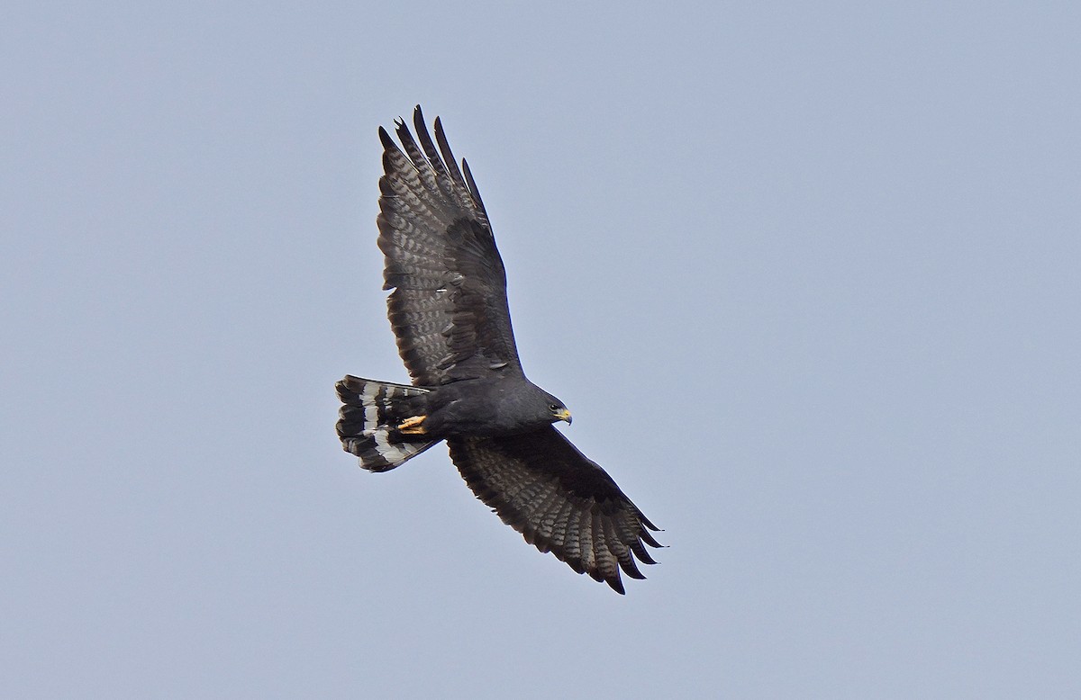 Zone-tailed Hawk - ML449949621