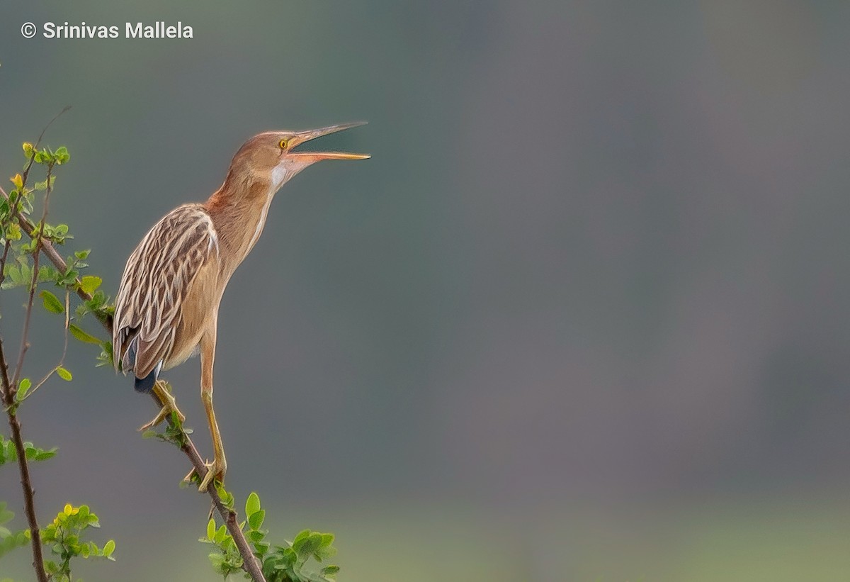 Yellow Bittern - Srinivas Mallela