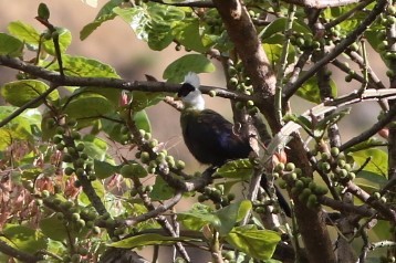 Turaco Crestiblanco - ML449952671