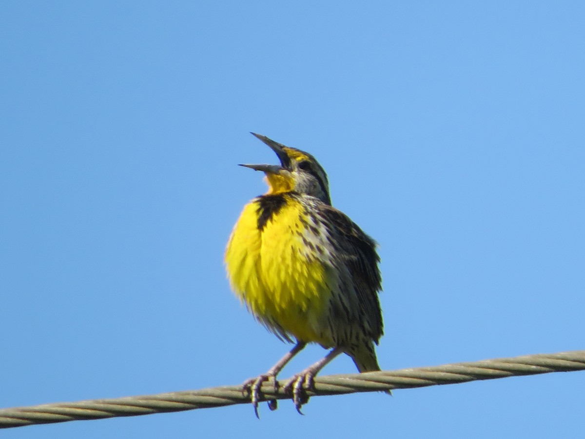 Eastern Meadowlark - Rodolfo Castro Alvarez