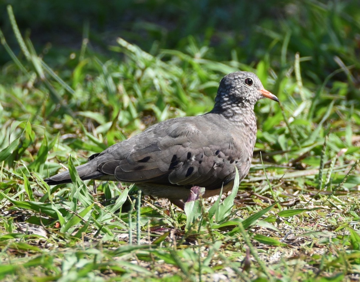 Common Ground Dove - ML449953371