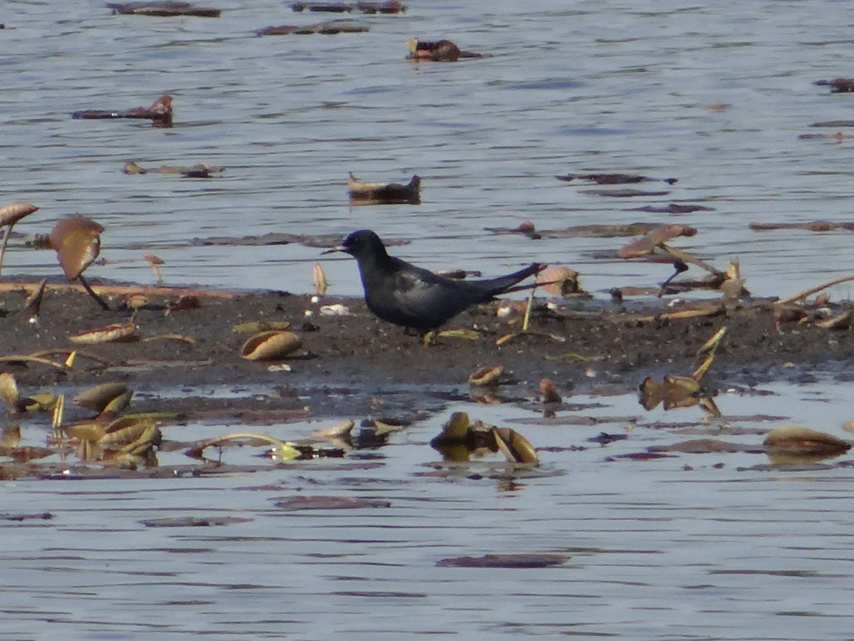 Black Tern - ML449953411