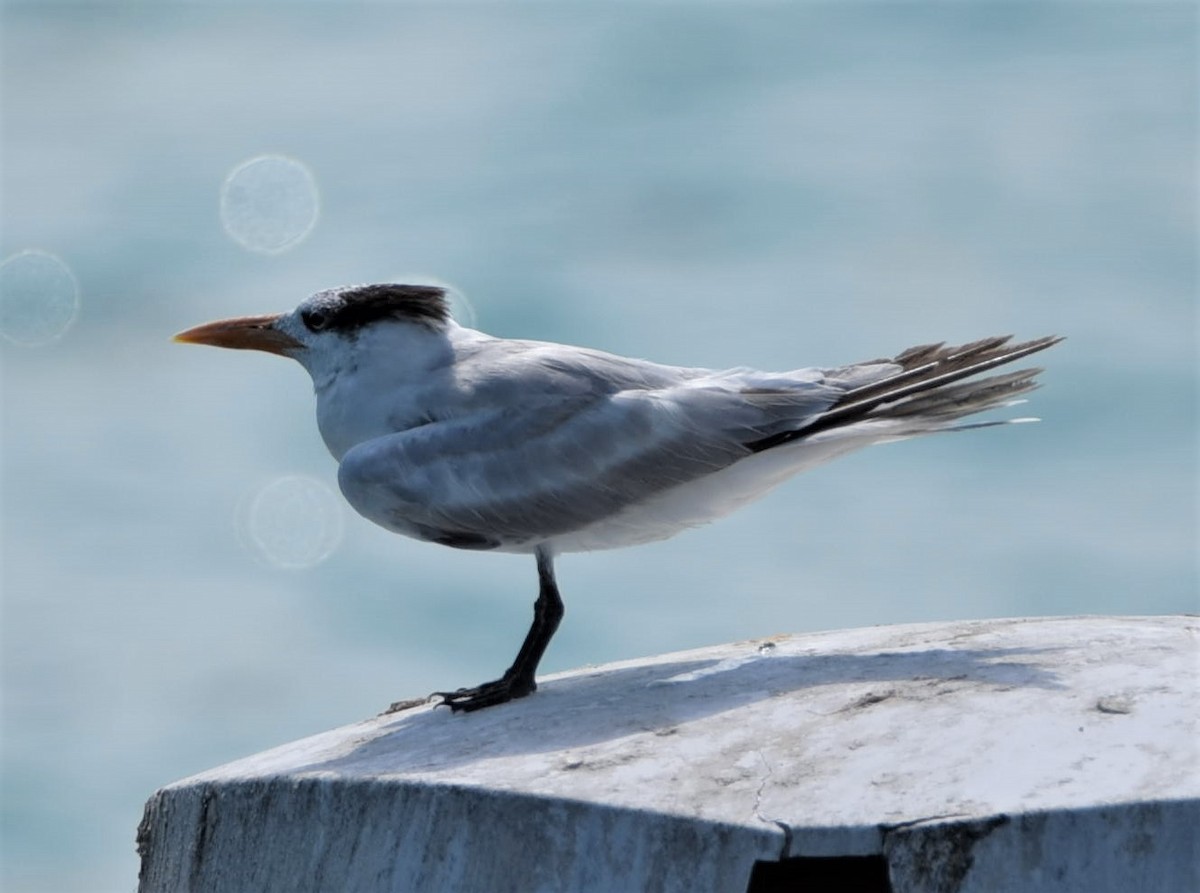 Royal Tern - ML449953431