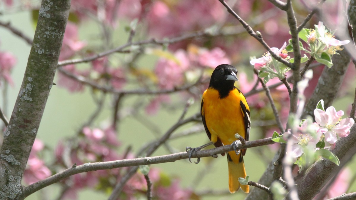 Baltimore Oriole - ML449953951