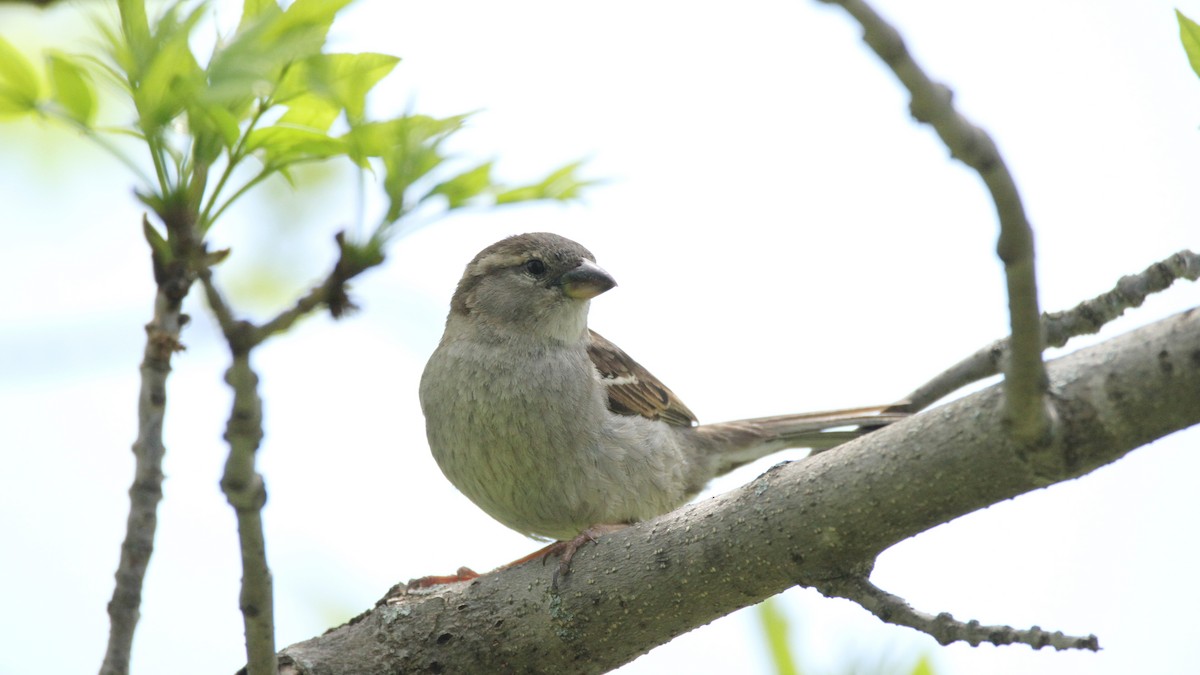 House Sparrow - ML449954021