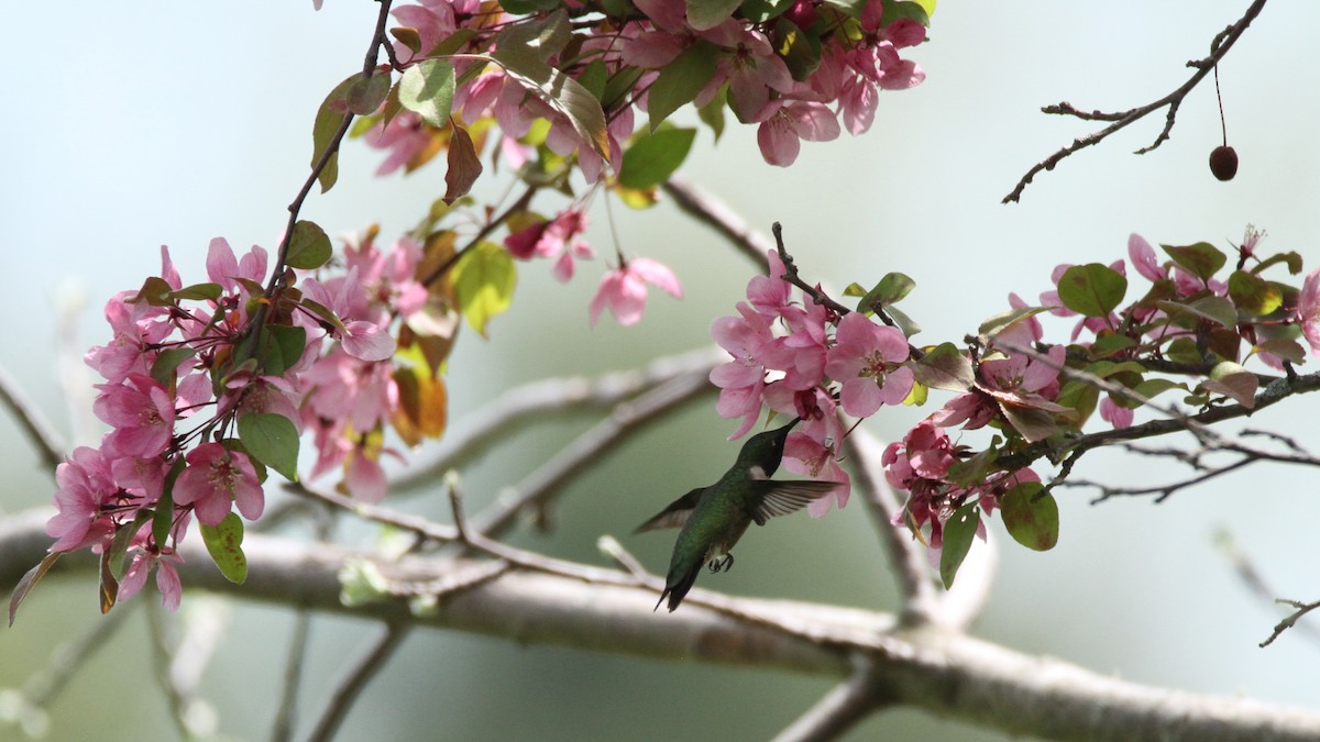Ruby-throated Hummingbird - ML449954471