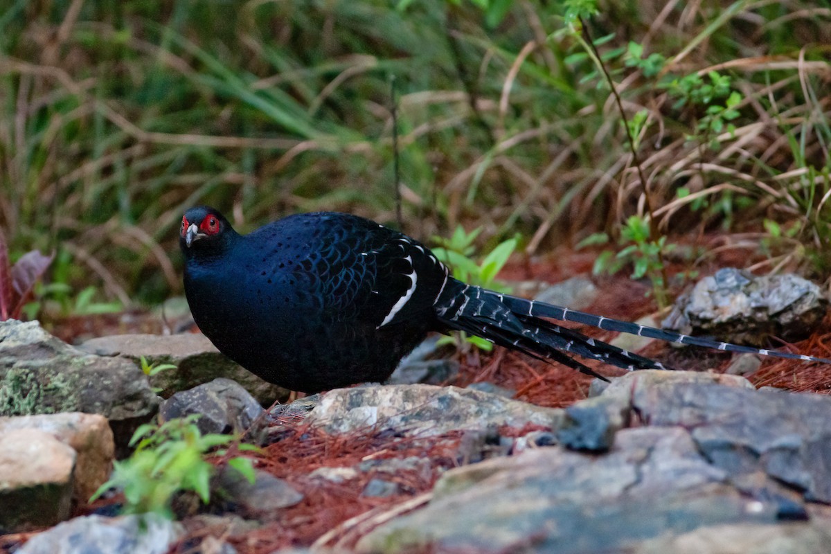 Mikado Pheasant - ML449955151