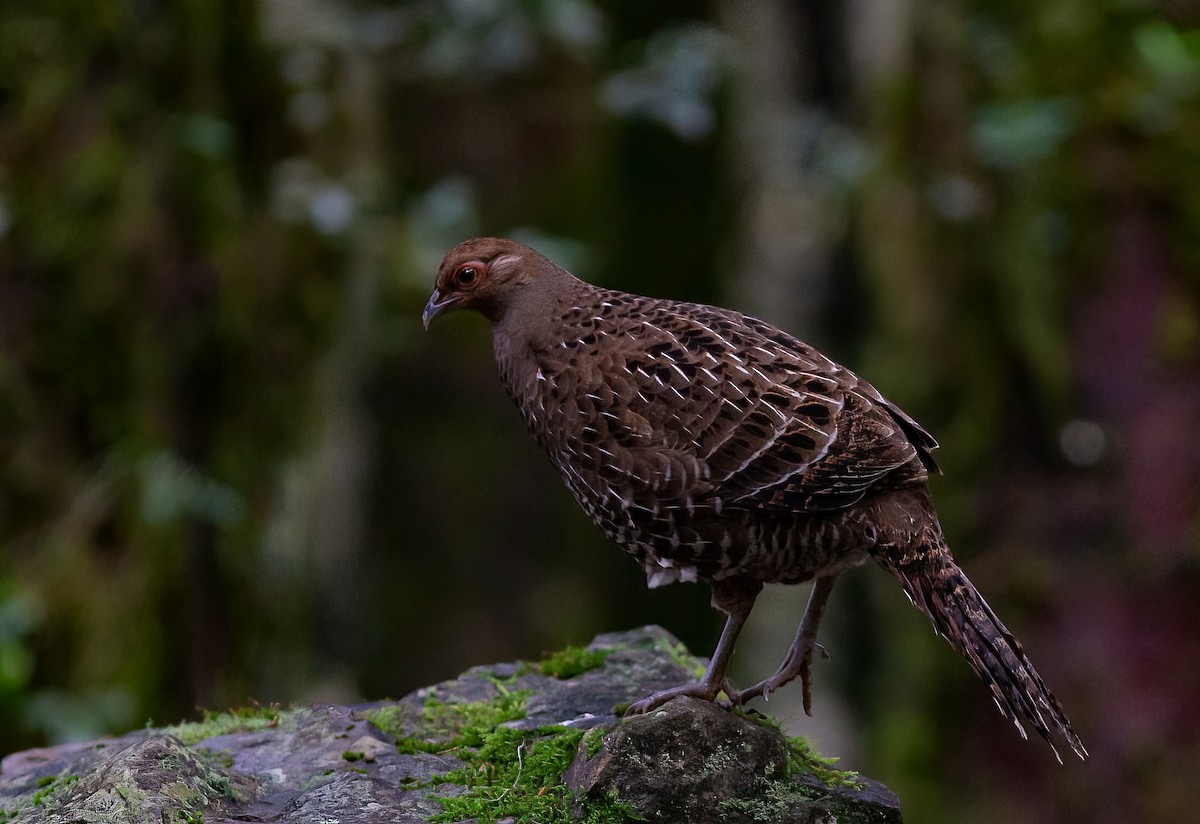 Mikado Pheasant - ML449955201