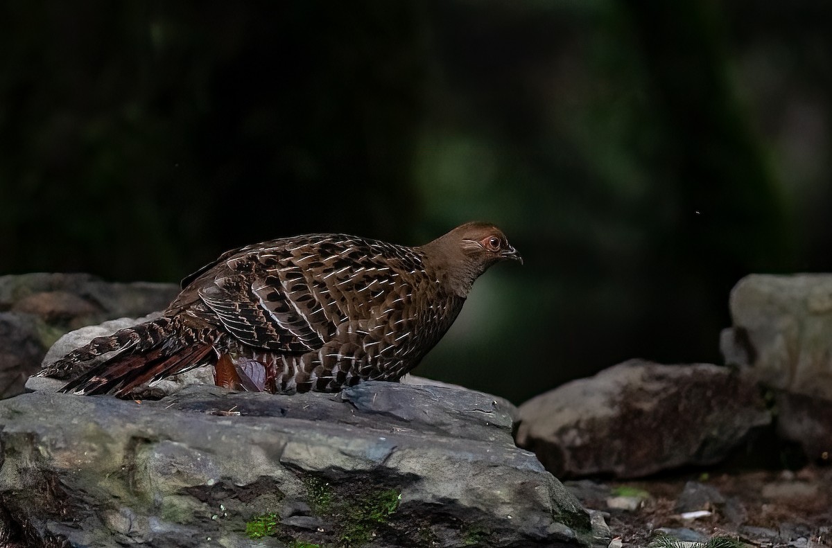 Mikado Pheasant - ML449955211