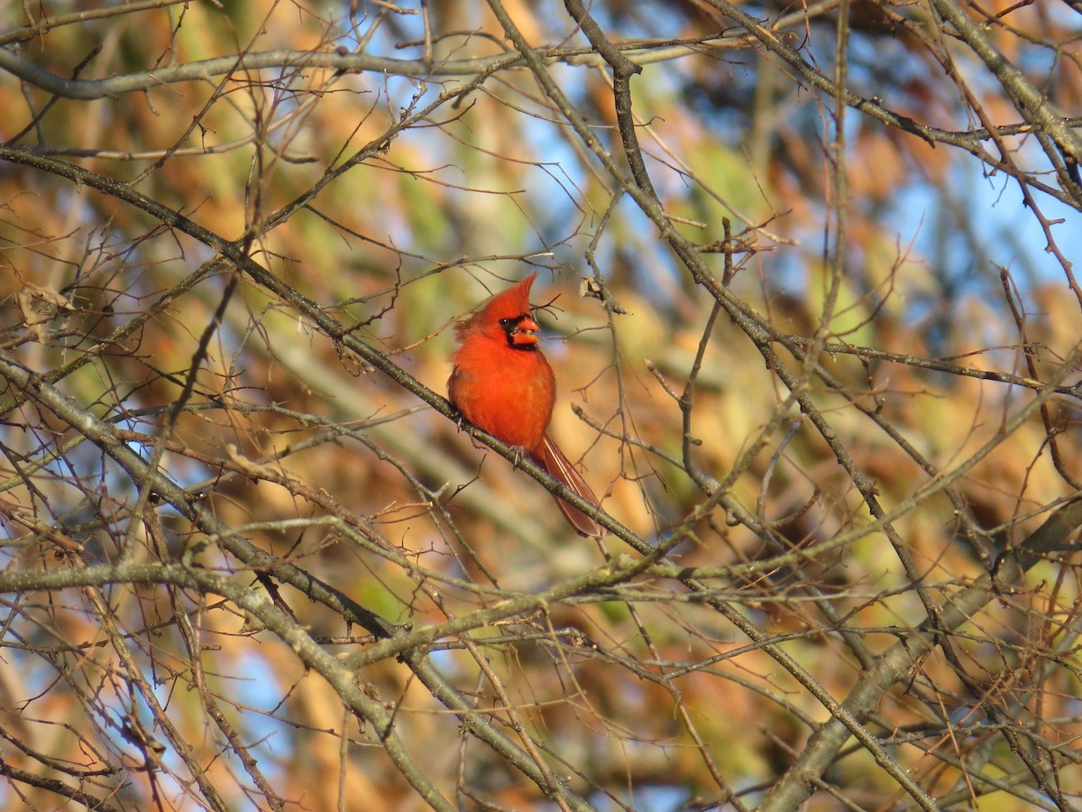 Northern Cardinal - ML44995581