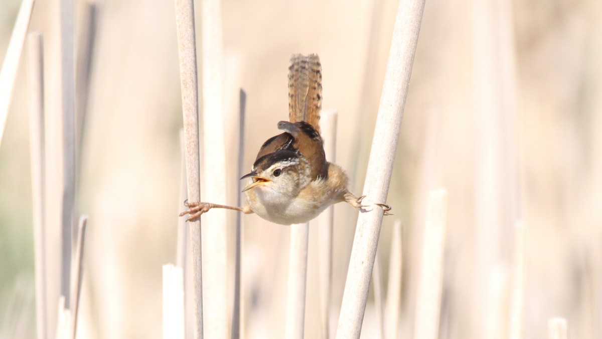 Marsh Wren - ML449955981
