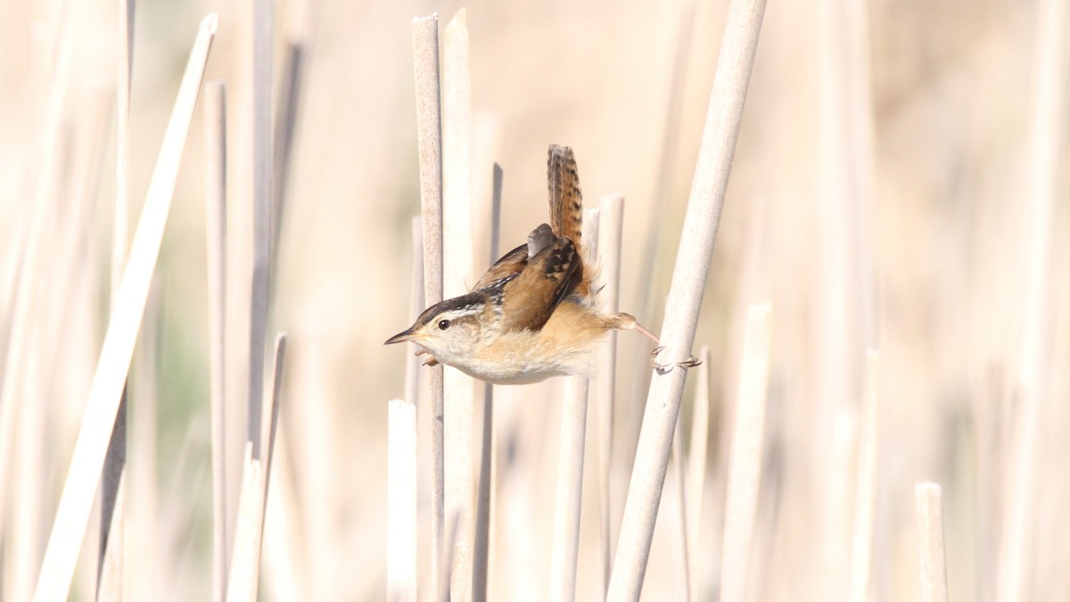 Marsh Wren - ML449955991