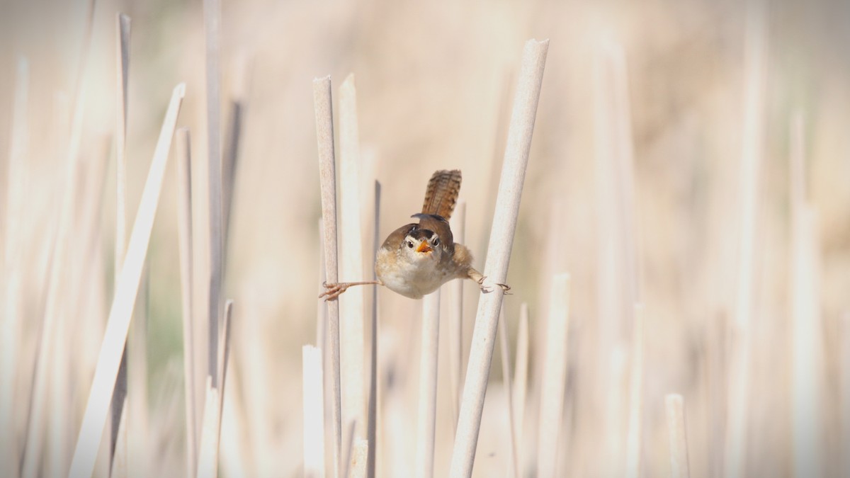 Marsh Wren - ML449956011
