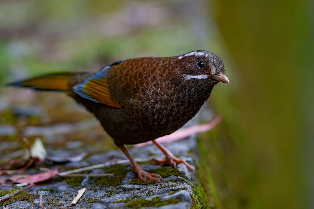 White-whiskered Laughingthrush - ML449956051