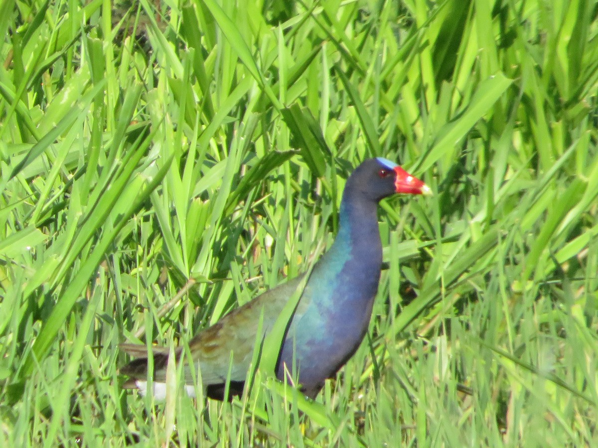 Purple Gallinule - Rodolfo Castro Alvarez