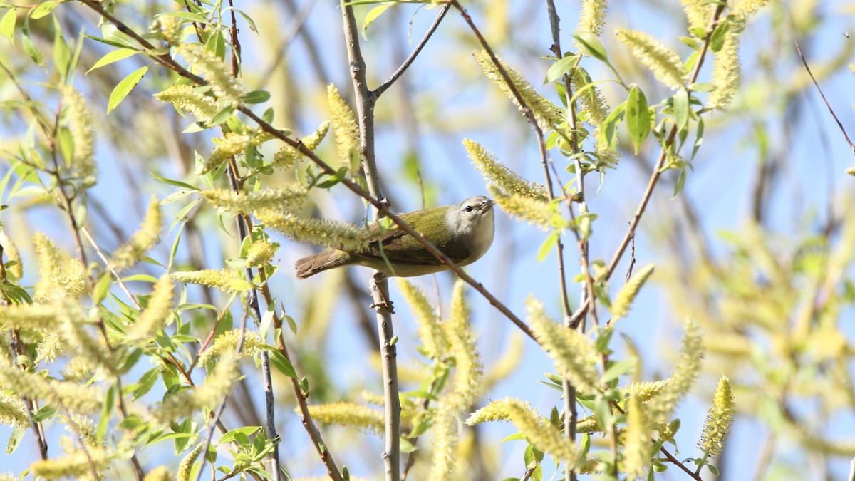 Tennesse Ötleğeni - ML449956221