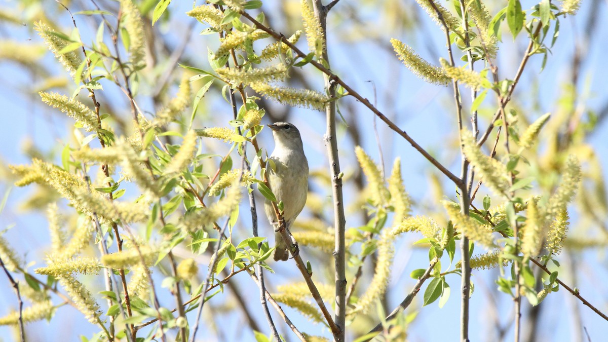 Tennessee Warbler - ML449956231
