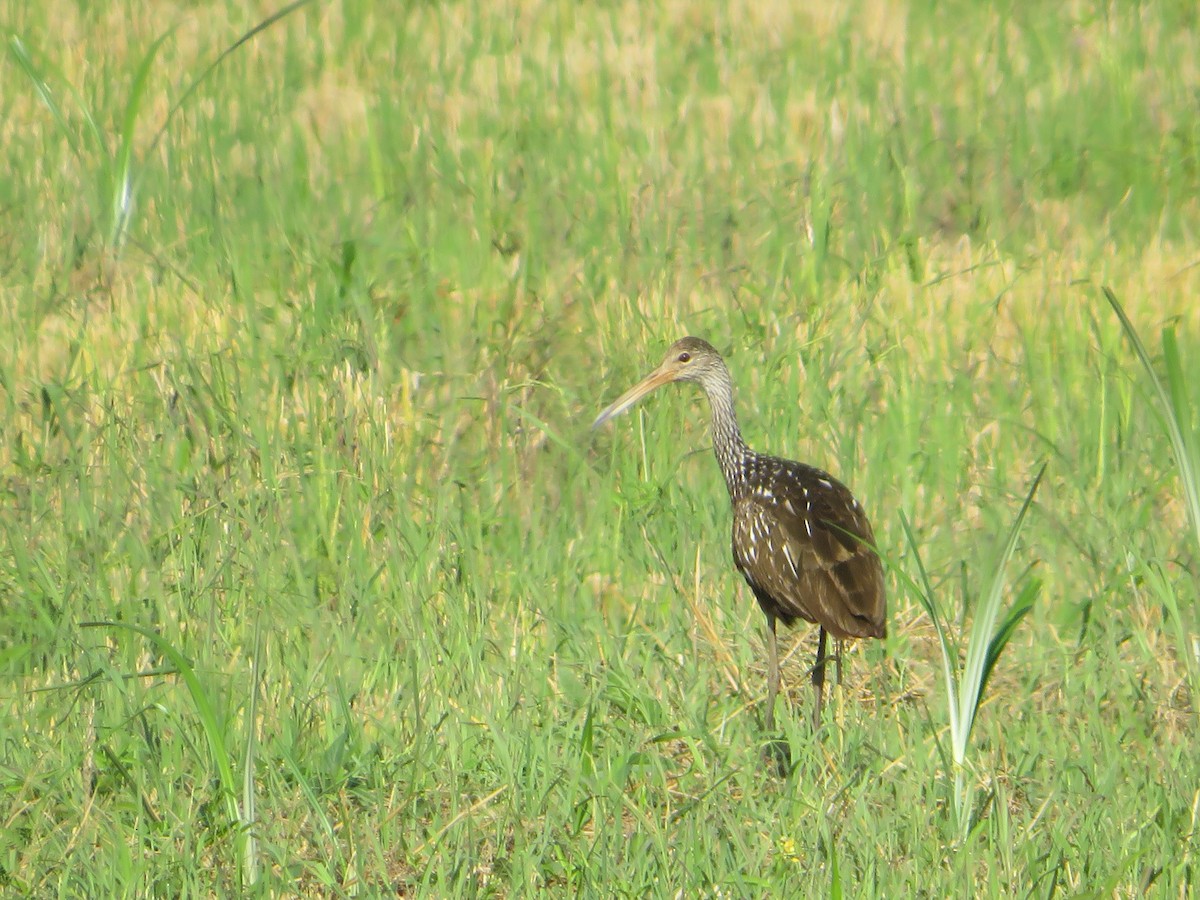 Limpkin - ML449956491