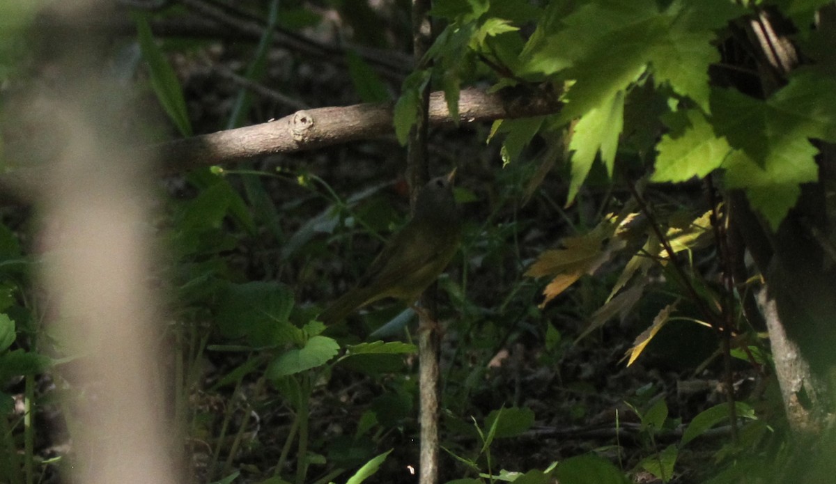 Mourning Warbler - ML449956551