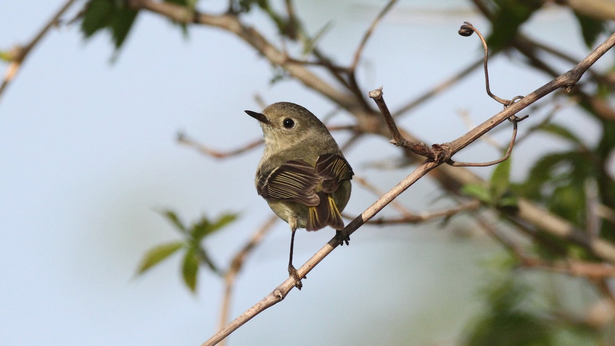 Ruby-crowned Kinglet - ML449956981
