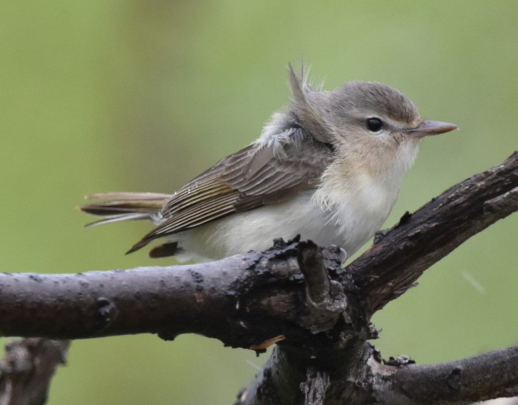 Warbling Vireo - Regis Fortin