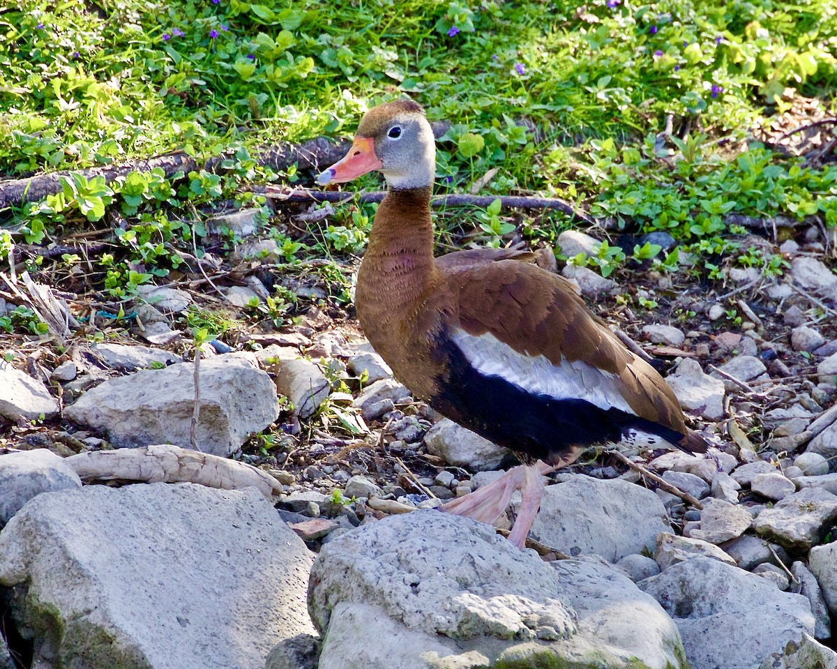 Black-bellied Whistling-Duck - Jack & Holly Bartholmai