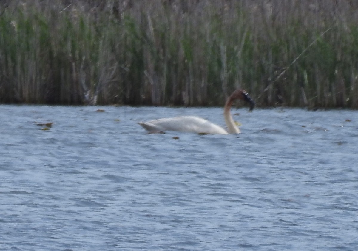 Cisne Trompetero - ML449960171