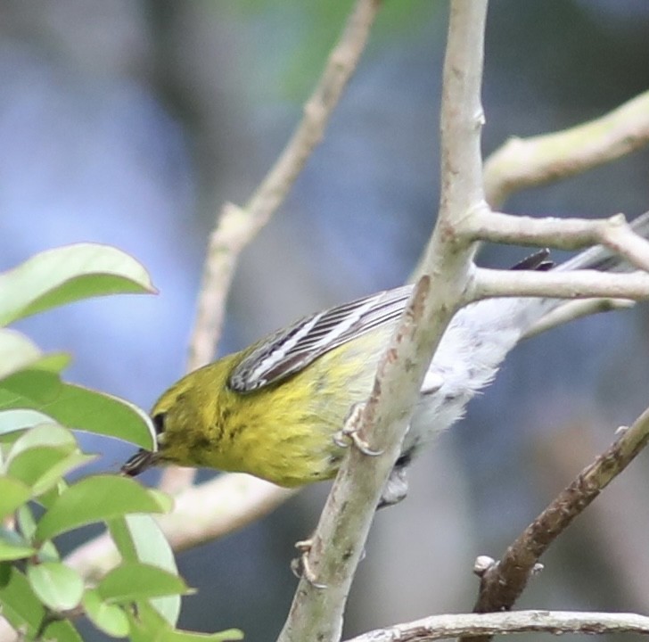 Pine Warbler - ML449962261