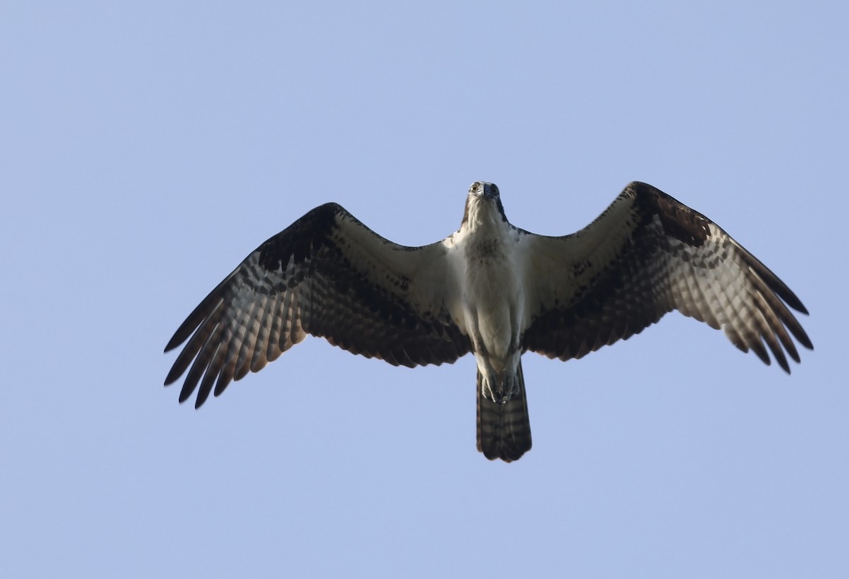 Balbuzard pêcheur - ML449962321