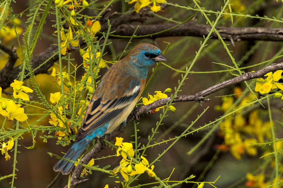 Lazuli Bunting - ML449962531